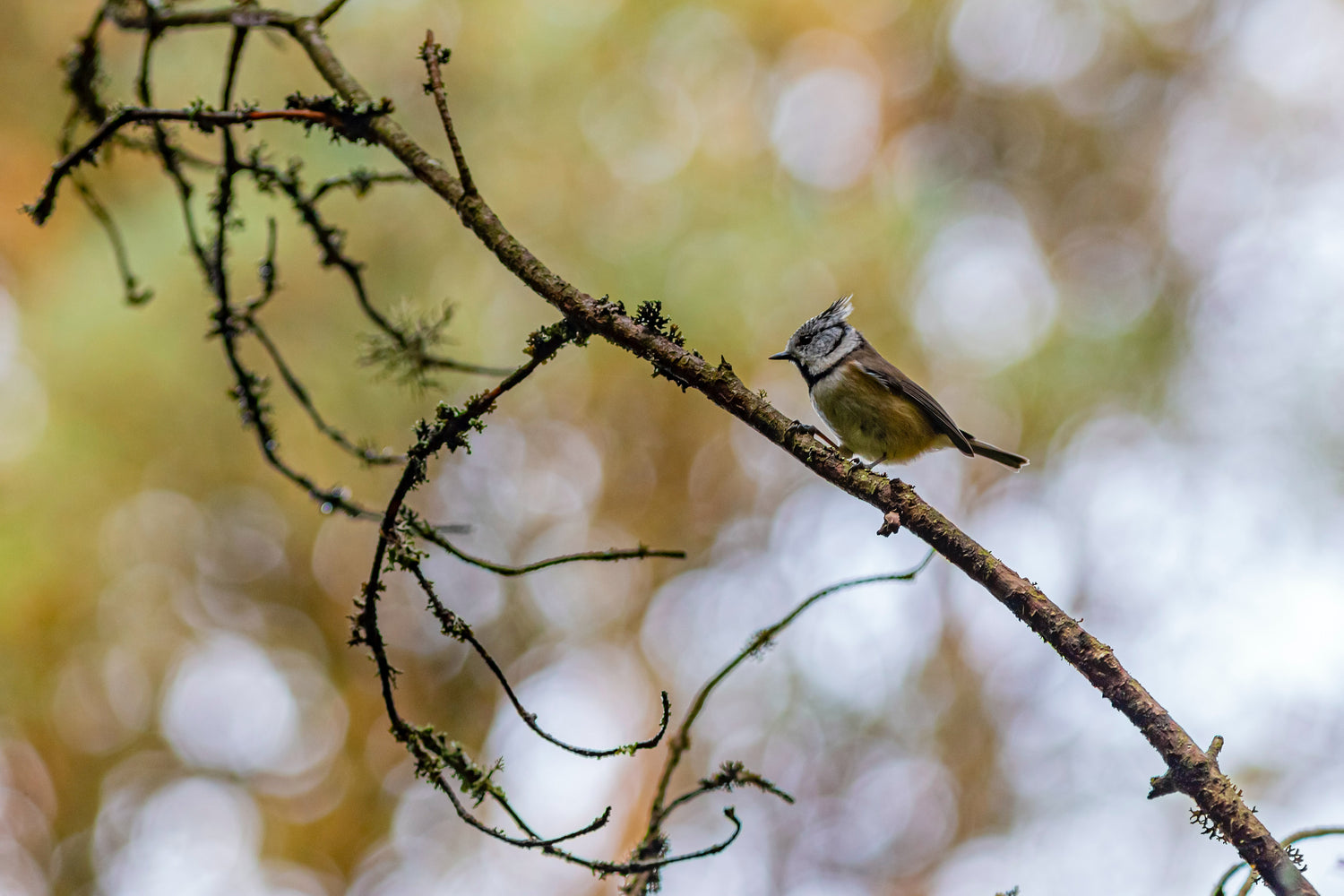 Bird Watching in the Fall: A Season of Feathered Spectacles