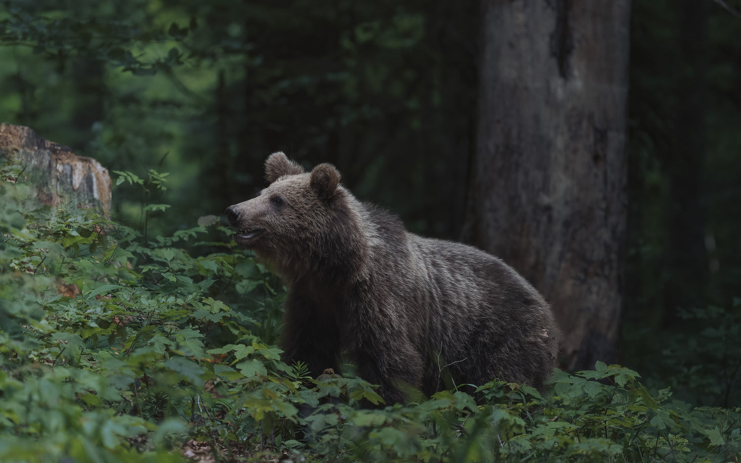 Wildlife Encounters: What to Do and What Not to Do While Camping